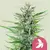 Fotoperiodica Fat Banana x1 Royal Queen Seeds