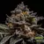 Fotoperiodica Brain Cake X 3 Ripper Seeds