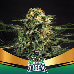 Faster Flowering Green Tiger X 12 BSF