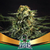 Faster Flowering Green Tiger X 12 BSF