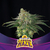 Fotoperiodica Lebron Haze X 12 BSF