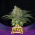 Fotoperiodica Lebron Haze X 4 BSF