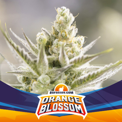 Automatica Orange Blossom XXL X 12 BSF