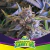 Fotoperiodica Pineapple Larry OG X 4 BSF