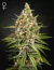Fotoperiodica Bubba Slush X3 Green House Seeds