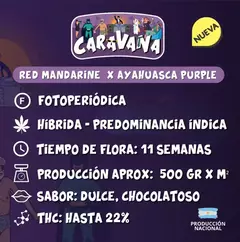 Fotoperiodica Caravana x 4 semillas El Riqui Genetics - comprar online