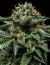 Fotoperiodica ChemPie X 3 Ripper Seeds