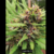 Fotoperiodica Cuasi Frutti X 5 Silver River Seeds