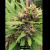 Fotoperiodica Cuasi Frutti X 5 Silver River Seeds