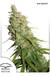Automatica Desfran X 3 Dutch Passion