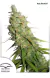 Automatica Desfran X 3 Dutch Passion