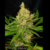 Fotoperiodica Original SLH X 5 Silver River Seeds