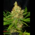 Fotoperiodica Original SLH X 5 Silver River Seeds