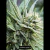Fotoperiodica Exodus Lights X 5 Silver River Seeds