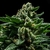 Fotoperiodica DO-G X 3 Ripper Seeds
