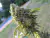 Fotoperiodica Epoxi Og X 5 Silver River Seeds