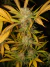 Fotoperiodica Flash X 5 Silver River Seeds