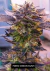 Fotoperiodica Freid Onion Kush X 5 Silver River Seeds