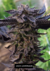 Fotoperiodica Jack Lemonade X 5 Silver River Seeds
