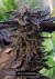 Fotoperiodica Jack Lemonade X 5 Silver River Seeds