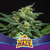 Automatica Lebron Haze XXL X 4 BSF