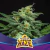 Automatica Lebron Haze XXL X 12 BSF