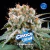 Fotoperiodica Choco Cream X 12 BSF