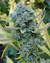 Autofloreciente Mohan Poison X 5 Silver River Seeds