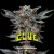 Fotoperiodica Gorilla Glue #4 X 4 BSF