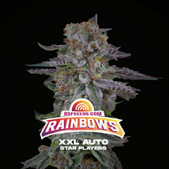 Automatica Rainbows XXL X 12 BSF