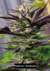 Fotoperiodica Purple Traingie X 5 Silver River Seeds