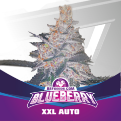 Automatica Blueberry XXL X 12 BSF