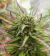 Fotoperiodica Sour Flash X 5 Silver River Seeds