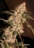 Fotoperiodica Star Power X 5 Silver River Seeds