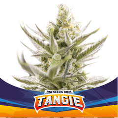 Automatica Tangie XXL X 12 BSF