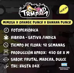 Fotoperiodica Trompada x 4 semillas El Riqui Genetics - comprar online