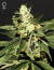 Fotoperiodica Trainwreck X3 Green House Seeds