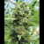 Fotoperiodica Xileno Haze X 5 Silver River Seeds