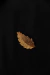 Broche Lodurva - comprar online