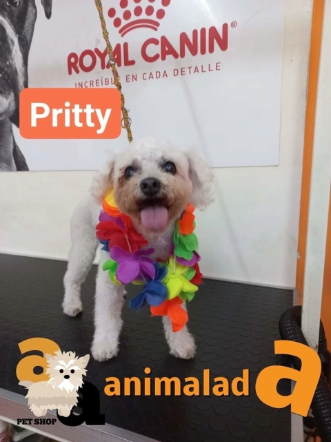 Cliente 350 - PRITTY