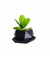 Vaso para Suculenta com base para água - comprar online