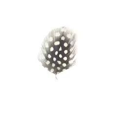 pluma final 1 on internet
