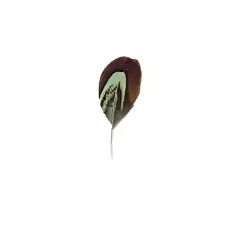 pluma final 1 - buy online