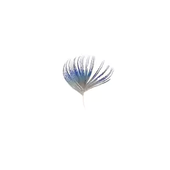pluma final 1 - Compania de Sombreros
