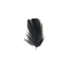 pluma final 1 - online store