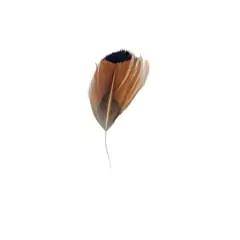 pluma final 1