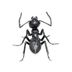 Myrmes - marcador de jogador inicial em RESINA - comprar online