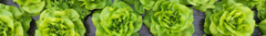 Banner da categoria Alfaces e saladas