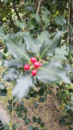Azevinho - Ilex aquifolium - Planta de Natal - Sementes - comprar online