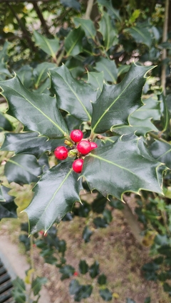 Azevinho - Ilex aquifolium - Planta de Natal - Sementes
